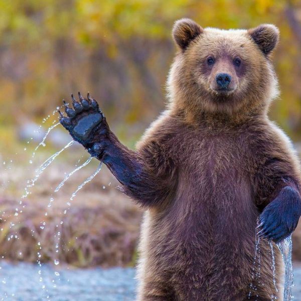 Про медведей и что делать если вы встретились
