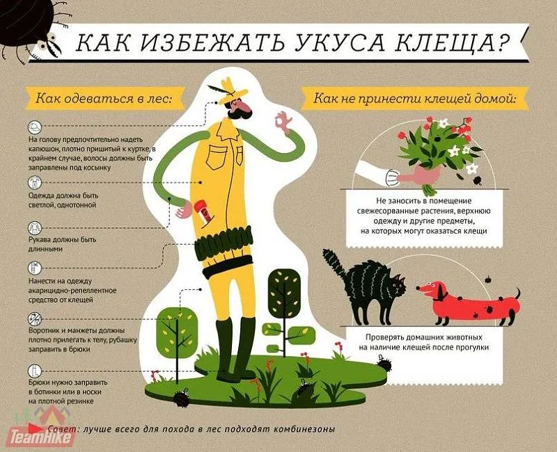 Как уберечься от клещевого энцефалита