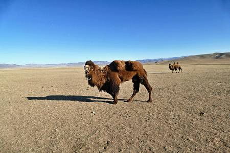 Тур в Монголию на джипах